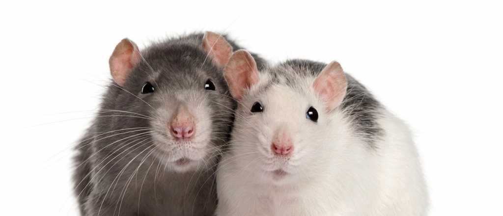 Esta es la rata más tierna: come fideos como una persona