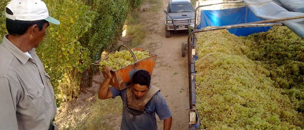 Viñateros: "La manera de salir de la crisis es ayudando al productor"