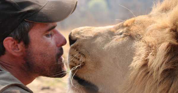 ¿Gatitos? la emotiva historia del encantador de leones - Mendoza Post