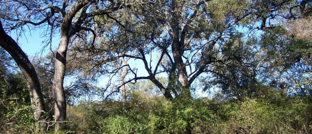 Mendoza, una de las provincias que restaurará bosques nativos 