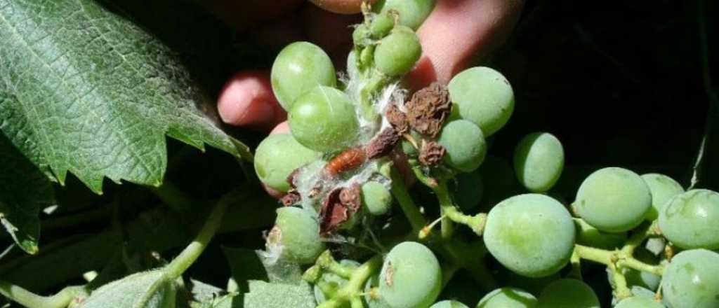 Polémica por fumigación en zonas pobladas