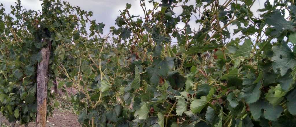 Los daños por heladas y granizo estuvieron por debajo de la media histórica 