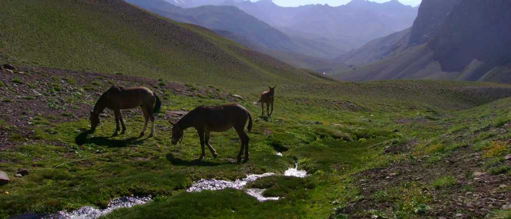 Fue aprobada la venta de los terrenos de La Remonta, Tunuyán