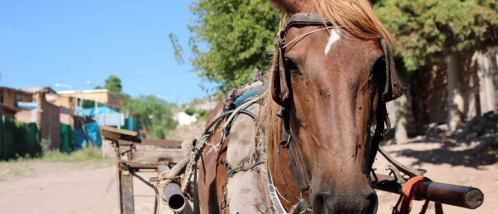 Godoy Cruz busca personas para adoptar caballos rescatados