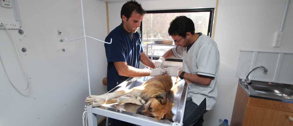 Vacaciones para el quirófano veterinario de Godoy Cruz