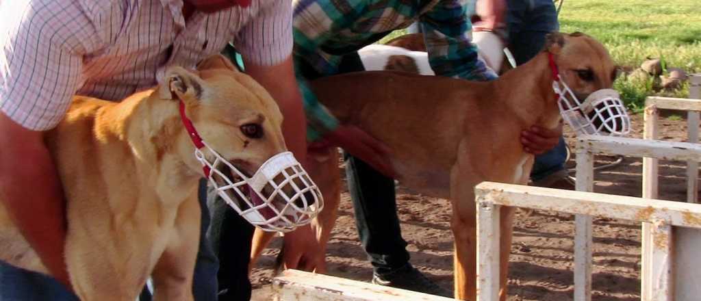 Corrían carreras de galgos y los pescaron in fraganti en San Rafael