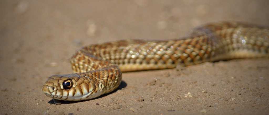Encontraron una serpiente en una plaza de Maipú