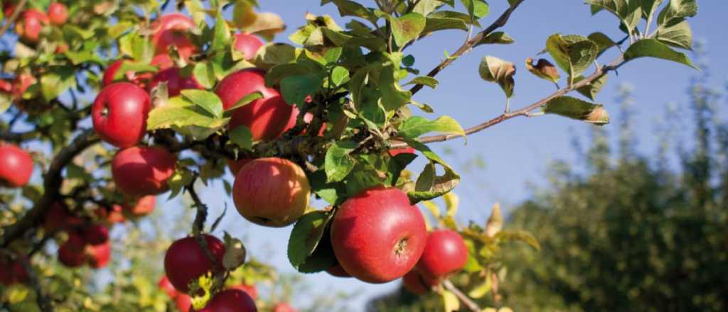 Declaran emergencia en Mendoza por la detección de mosca de los frutos