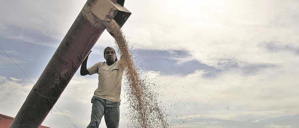 Se derrumbó el ingreso de dólares del agro: 30% menos que en enero