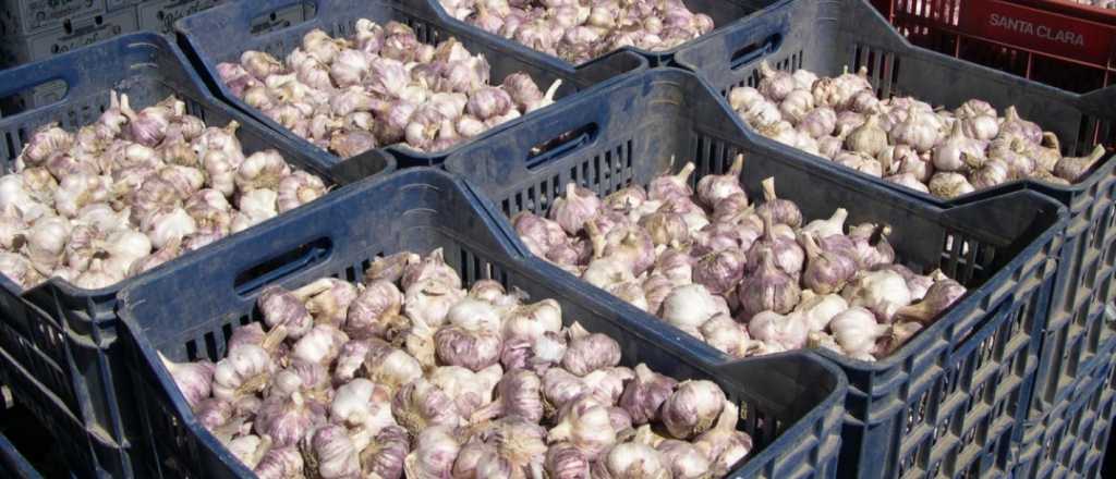 "En Mendoza robaron la cosecha de 8.000 kilos de ajo", denunció CRA