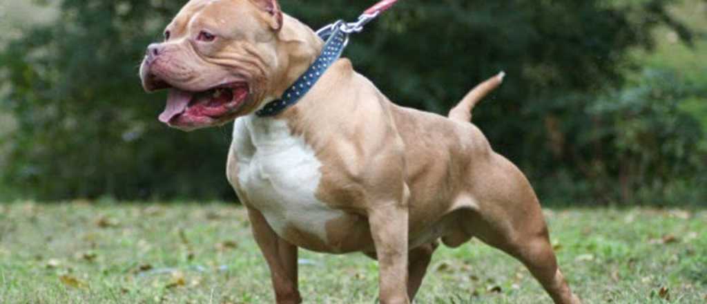 Presunto ladrón entró a una vivienda, lo mordieron dos perros y murió