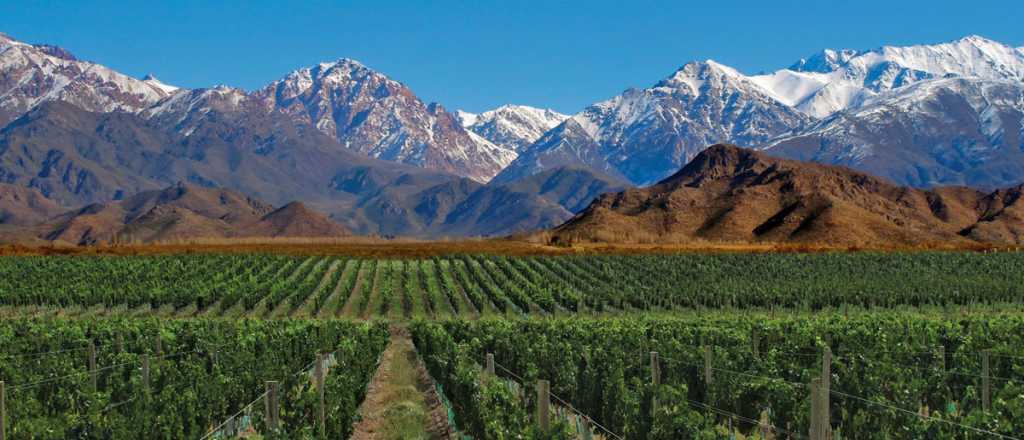 Conocé cuántos viñedos y bodegas tiene cada departamento