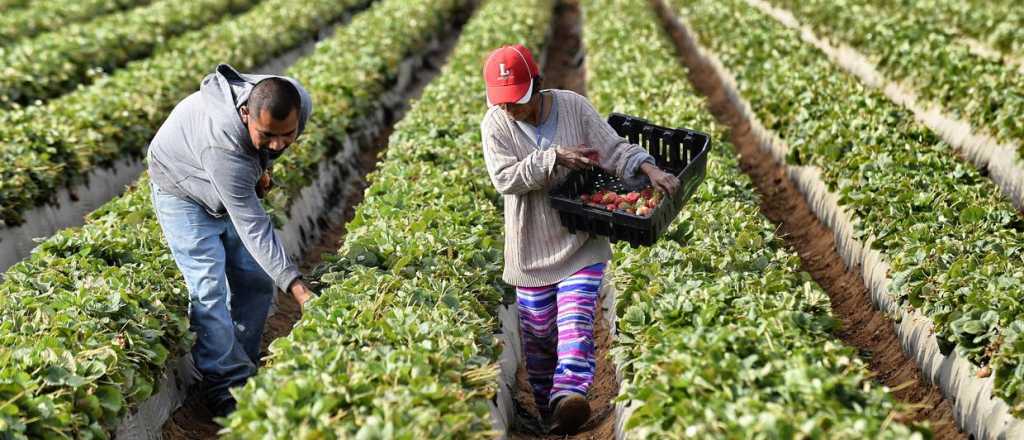 El estado se sigue llevando más del 60% de la renta agrícola