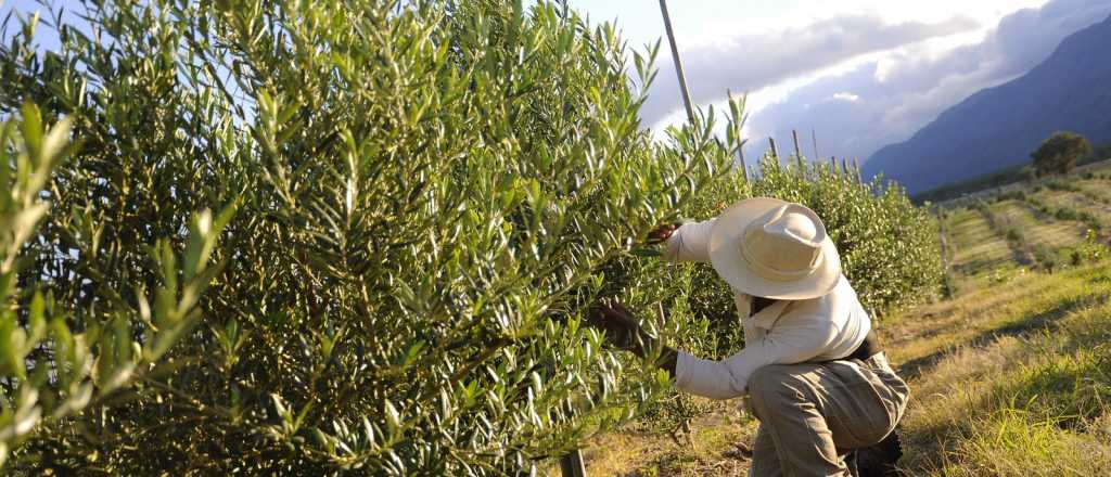 ¿Se acaba el campo frutihortícola en Mendoza?