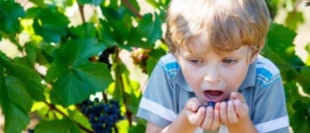 Comer uvas es la tercera causa de asfixia en menores de cinco años