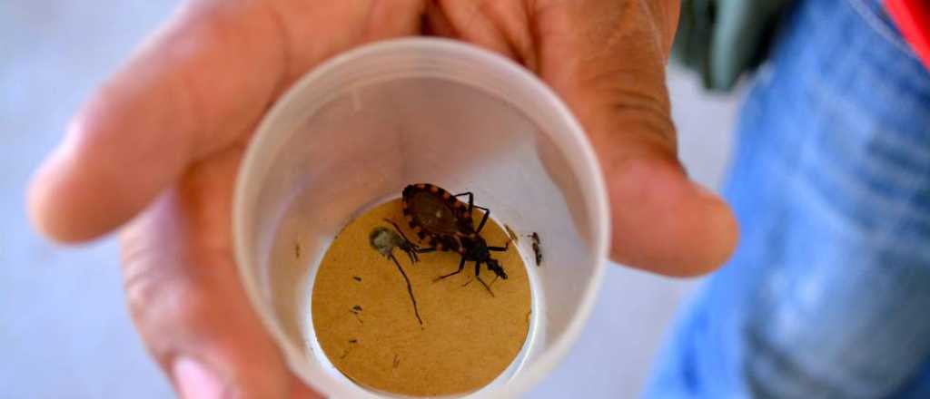 Preocupación por la presencia de vinchucas en Ciudad