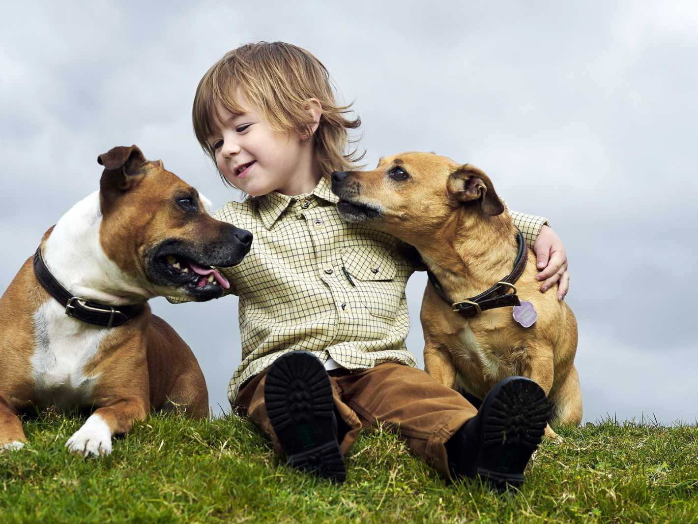 Conocé Los Beneficios De Tener Una Mascota Mendoza Post