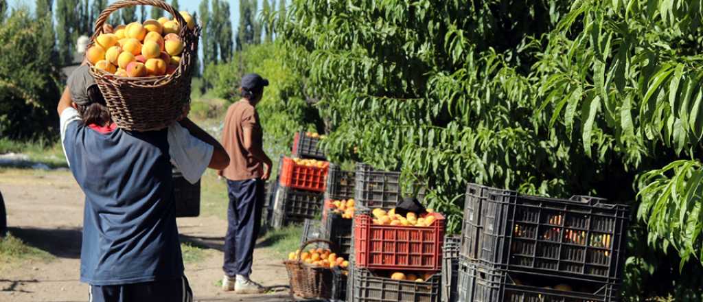 Cuánto cobrarán cosechadores de durazno y damasco en Mendoza