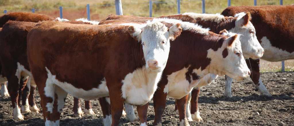 Advierten que el nuevo dólar "Agro" afectará la producción de carne 