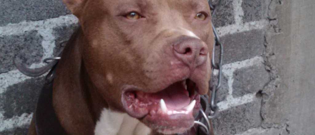 Un hombre de 67 años fue internado tras ser mordido por un pitbull 