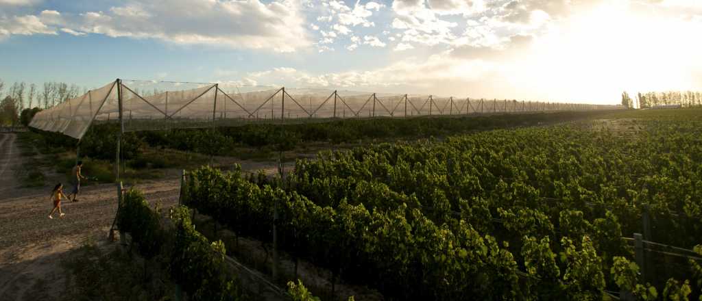 Prorrogan por 10 años el régimen de malla antigranizo para cultivos agrícolas