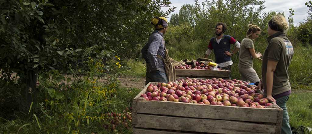 Por qué hay una diferencia abismal en exportaciones entre Chile y Mendoza