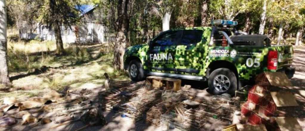 Salvaron a 33 caballos que estaban por ser faenados en Guaymallen y Maipú