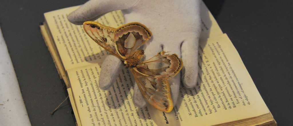 Encontraron joyas bibliográficas en la Biblioteca San Martín