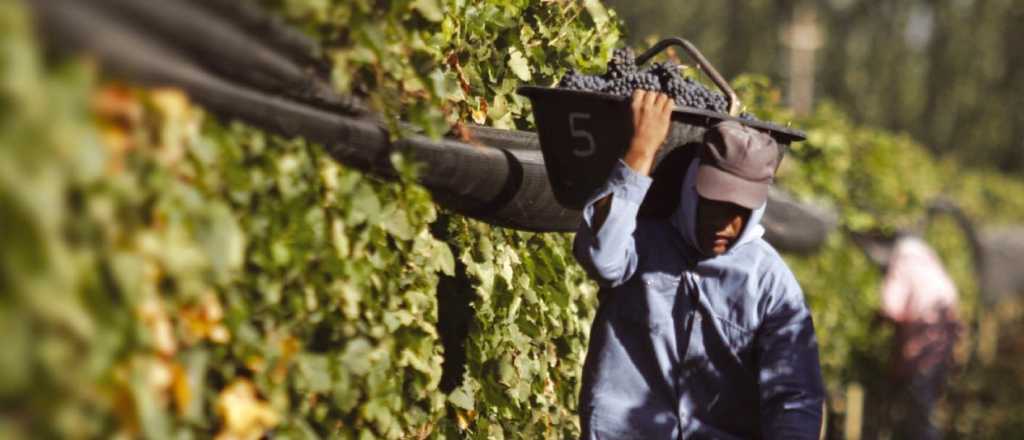 Cuánto cobrarán los cosechadores de uva en Mendoza