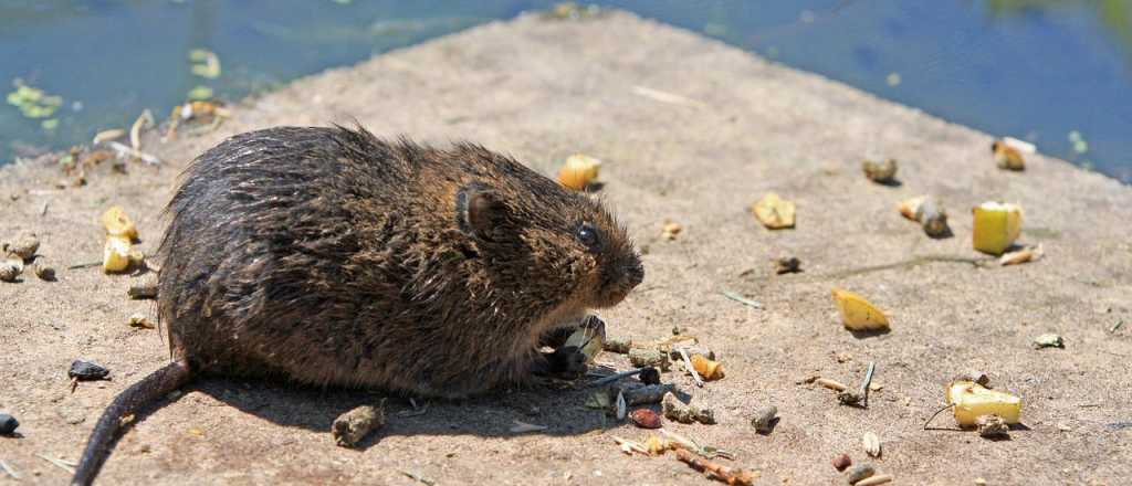 Las ratas están infectando a los humanos con hepatitis, y nadie sabe cómo