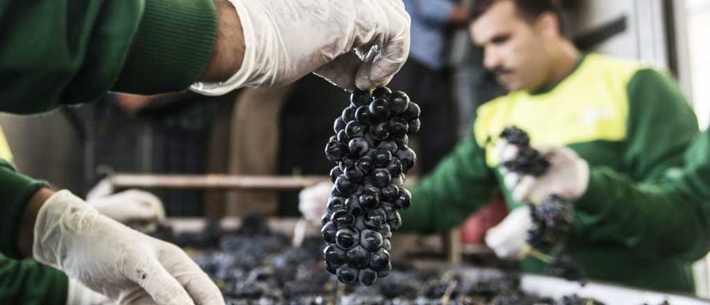 Pequeños productores de vino solicitaron un RIGI para revitalizar el sector