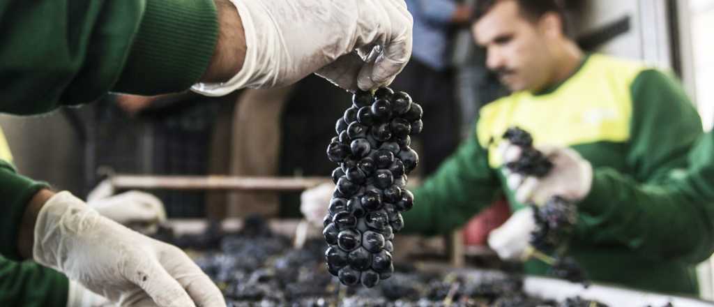 Mendoza exportará uvas y cerezas a Tailandia