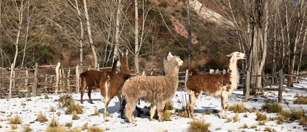 Mil animales del ex Zoo de Mendoza encontraron adoptantes