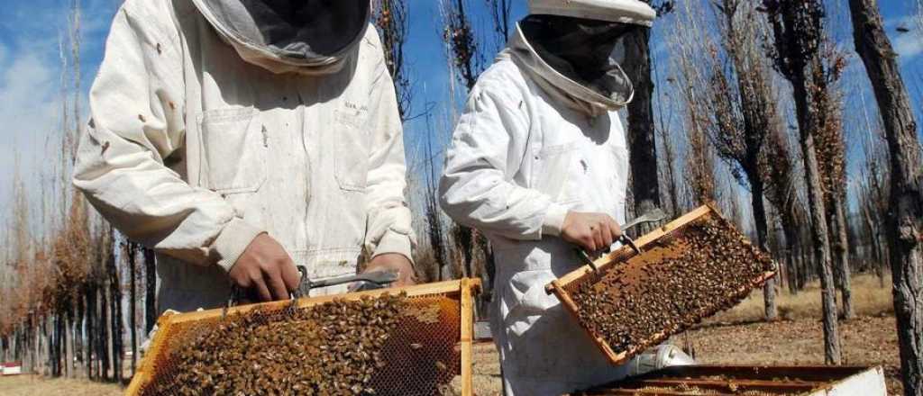 Productores apícolas mendocinos celebran la apertura del mercado uruguayo