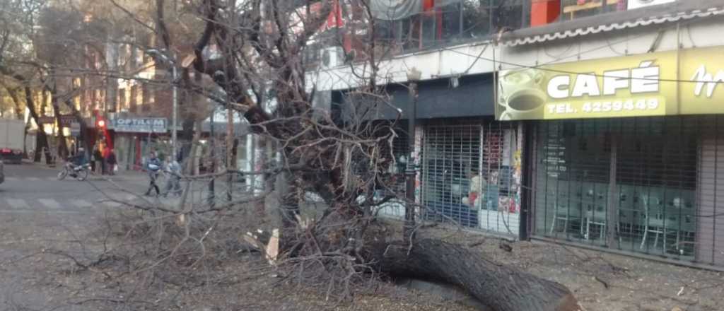 Capital multó al conductor de un camión que derribó un árbol 