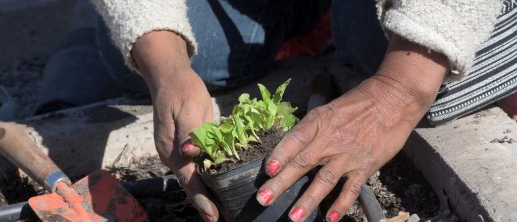 Los beneficios y usos del agua oxigenada en el jardín y la huerta 