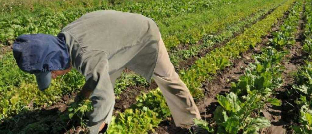 Heladas tardías: Más de 3 mil productores solicitaron el Recuperagro