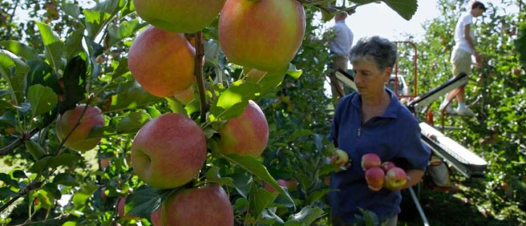 Las frutas y verduras mendocinas están "limpias"