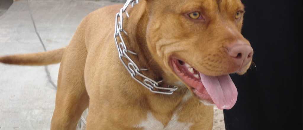 ¿Qué pasa si un pitbull mata en Mendoza?