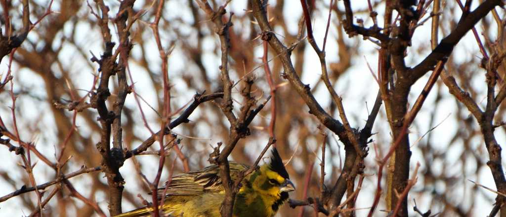 Liberaron 17 aves rescatadas del tráfico en General Alvear