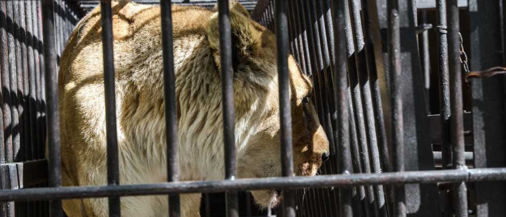 Los leones del ex Zoo mendocino fueron trasladados a EE.UU.