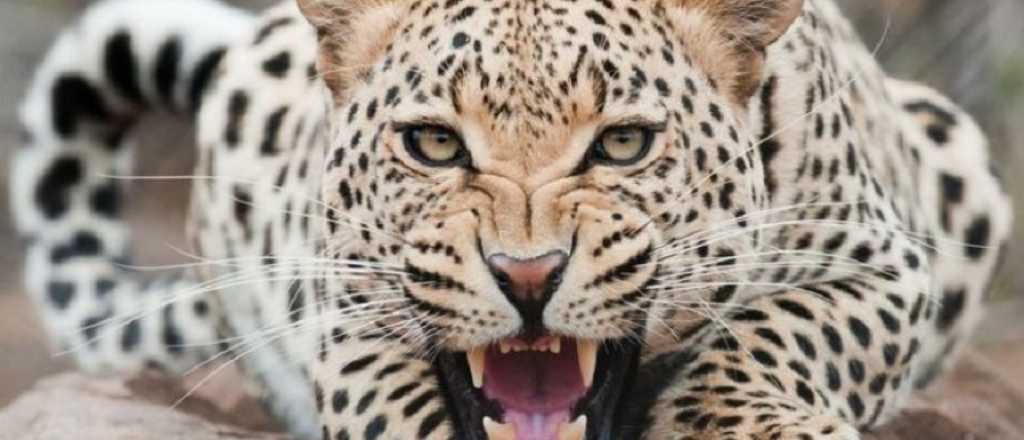 Video: un leopardo se lleva a una cabra frente a sus pastores