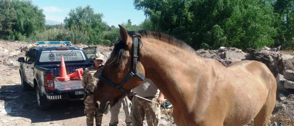 Falleció un joven que fue arrastrado por un caballo en Tupungato