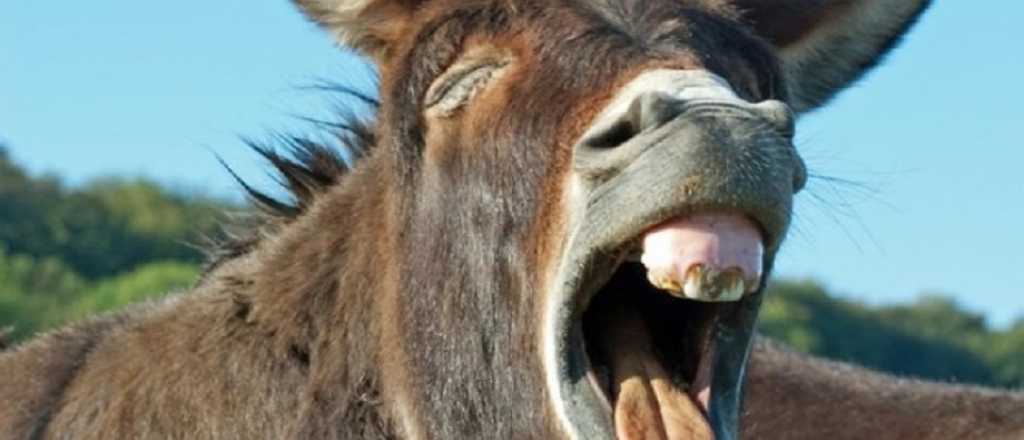 Se viralizó un video de un burro que "canta" ópera