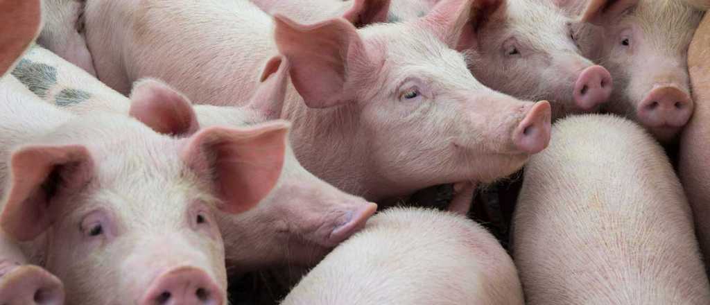 Seis respuestas sobre el virus G4 y la "potencial pandemia"