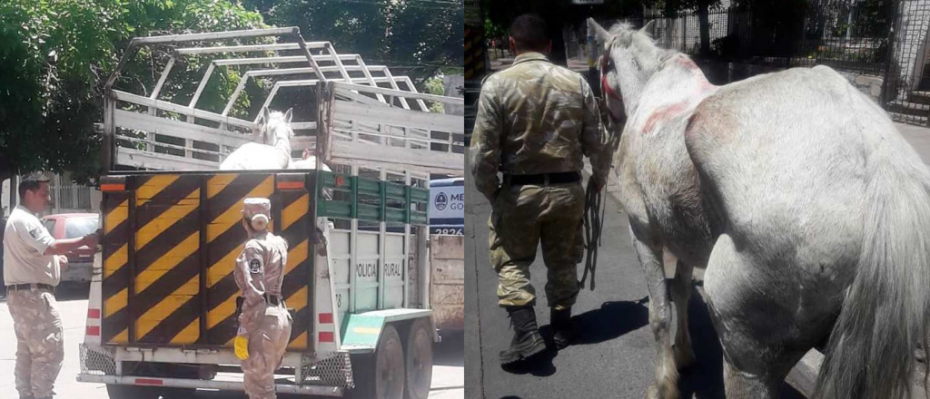 Así rescataron a un caballo desnutrido, herido y azotado en Godoy Cruz