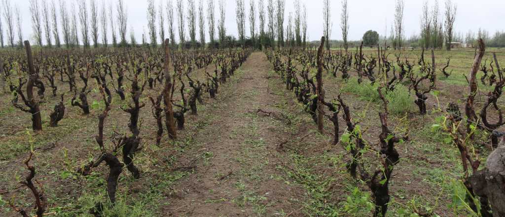 El Gobierno declaró la emergencia agropecuaria en General Alvear