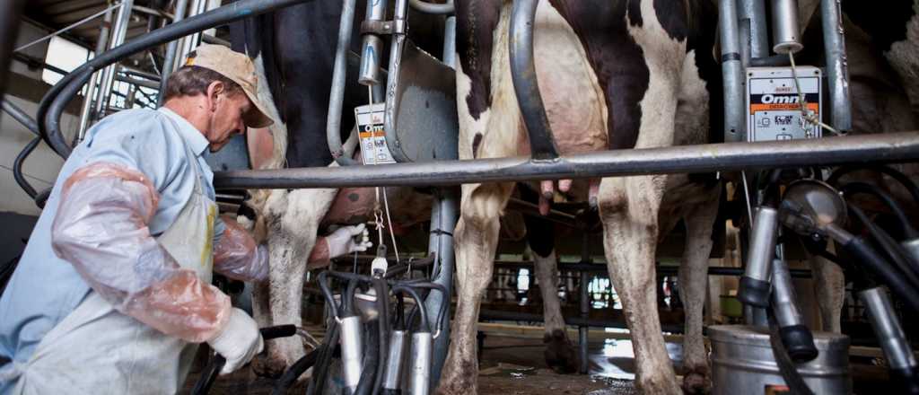 ¿Qué es el "Mercado Futuro de la Leche" que tendrá Argentina?