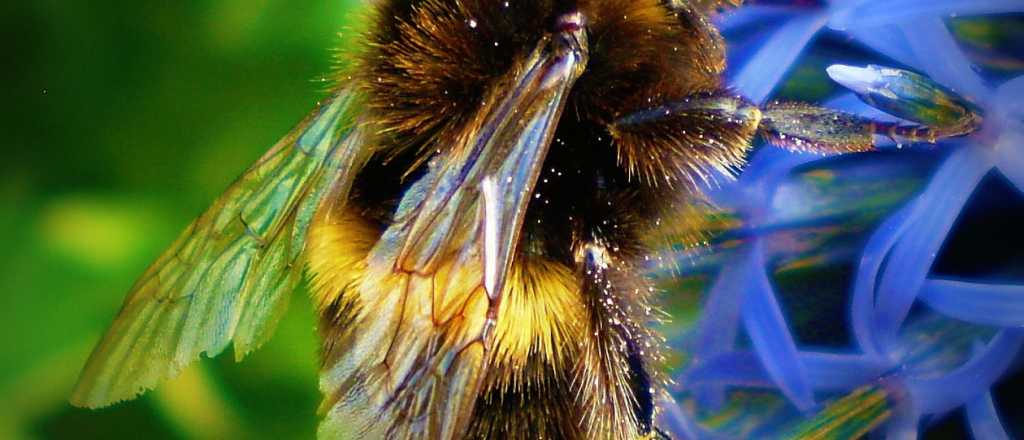 El veneno de abeja que ayuda a destruir el virus del sida