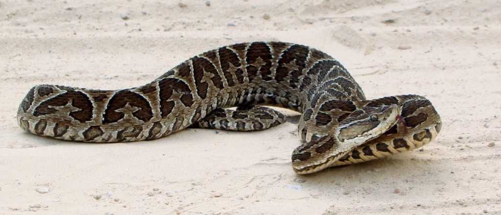 Encontraron a un indigente convulsionando con una yarará a su lado